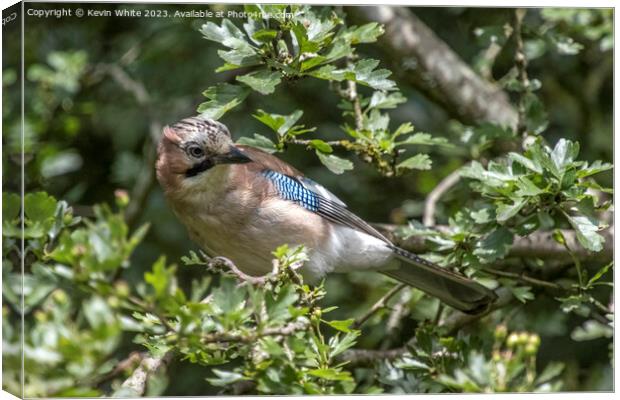 Eurasian Jay looking inquisitive perched in the tree Canvas Print by Kevin White