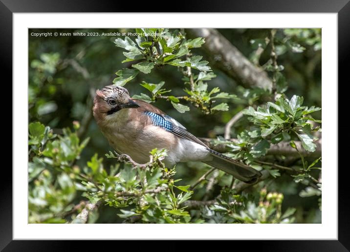 Eurasian Jay looking inquisitive perched in the tree Framed Mounted Print by Kevin White