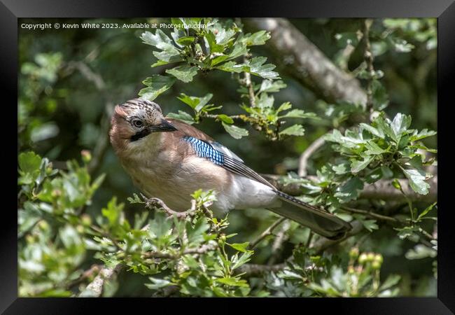 Eurasian Jay looking inquisitive perched in the tree Framed Print by Kevin White