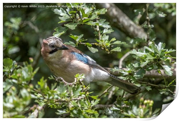 Eurasian Jay looking inquisitive perched in the tree Print by Kevin White
