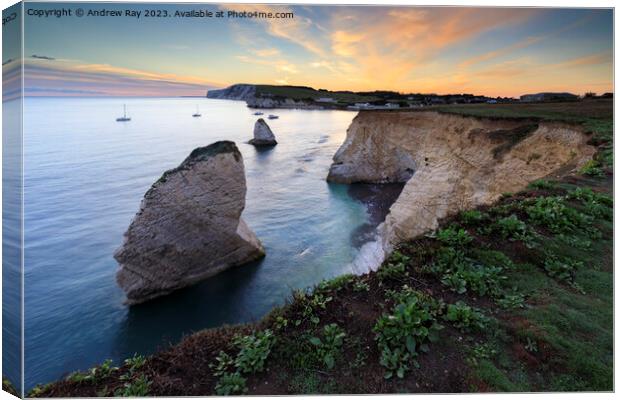 Freshwater Bay at sunset Canvas Print by Andrew Ray