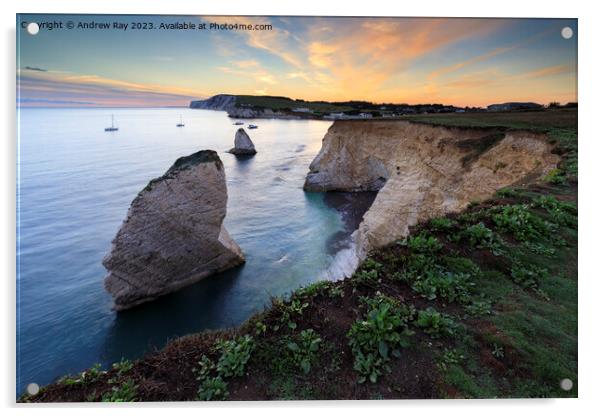 Freshwater Bay at sunset Acrylic by Andrew Ray
