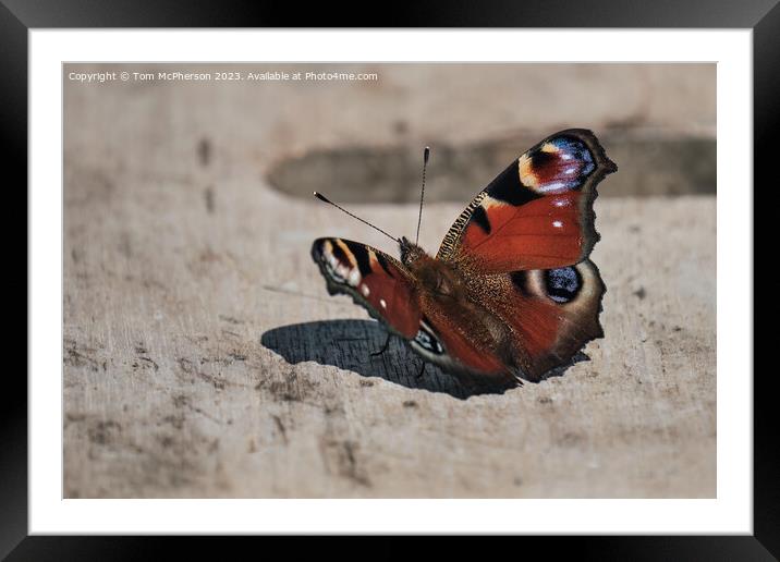 "Elegant Peacock Butterfly: A Colourful Resting Be Framed Mounted Print by Tom McPherson