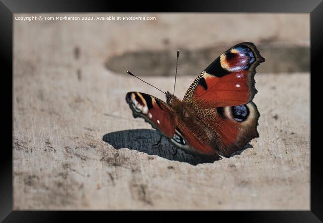 "Elegant Peacock Butterfly: A Colourful Resting Be Framed Print by Tom McPherson