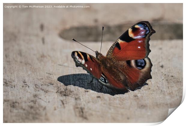 "Elegant Peacock Butterfly: A Colourful Resting Be Print by Tom McPherson