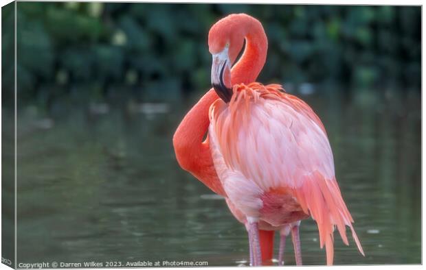 Caribbean Flamingo - Phoenicopterus ruber Canvas Print by Darren Wilkes