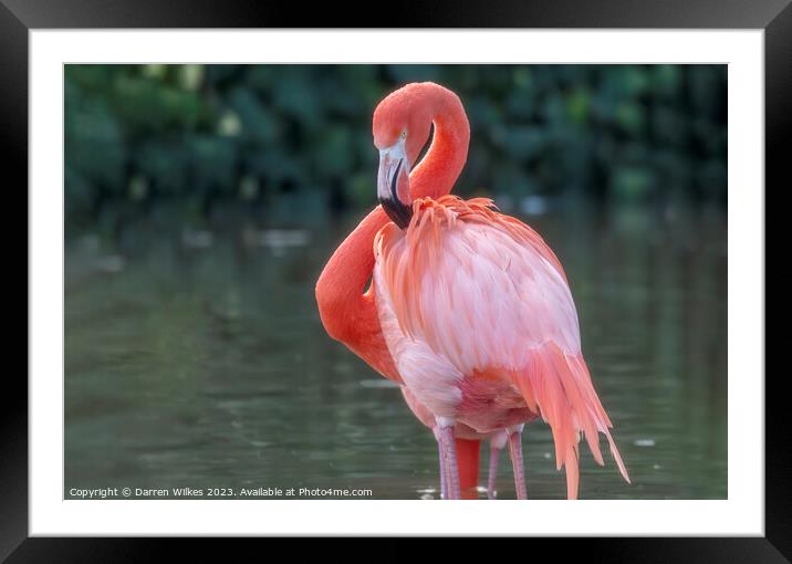 Caribbean Flamingo - Phoenicopterus ruber Framed Mounted Print by Darren Wilkes