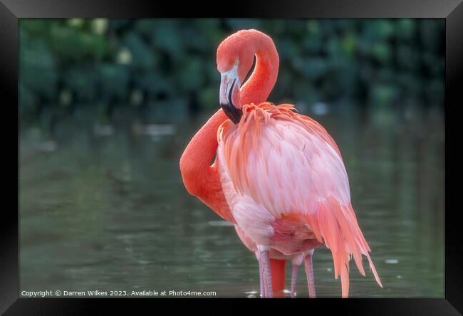 Caribbean Flamingo - Phoenicopterus ruber Framed Print by Darren Wilkes