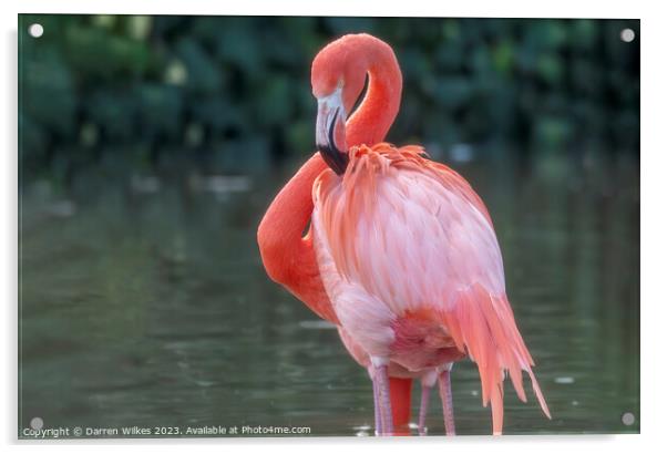 Caribbean Flamingo - Phoenicopterus ruber Acrylic by Darren Wilkes