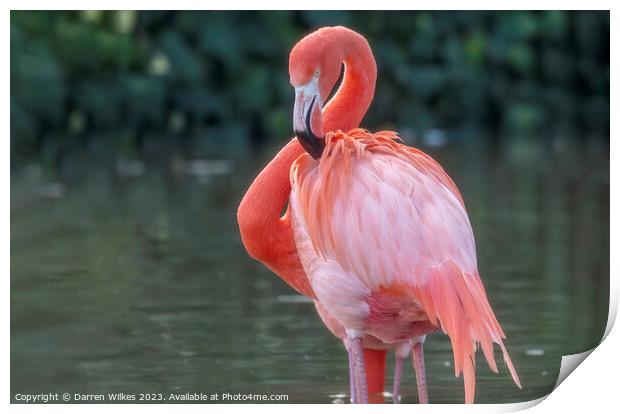 Caribbean Flamingo - Phoenicopterus ruber Print by Darren Wilkes