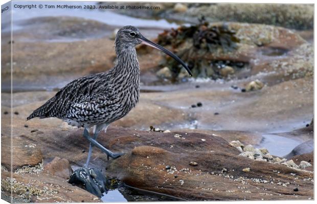 "Elegance on the Rocky Shore" Canvas Print by Tom McPherson