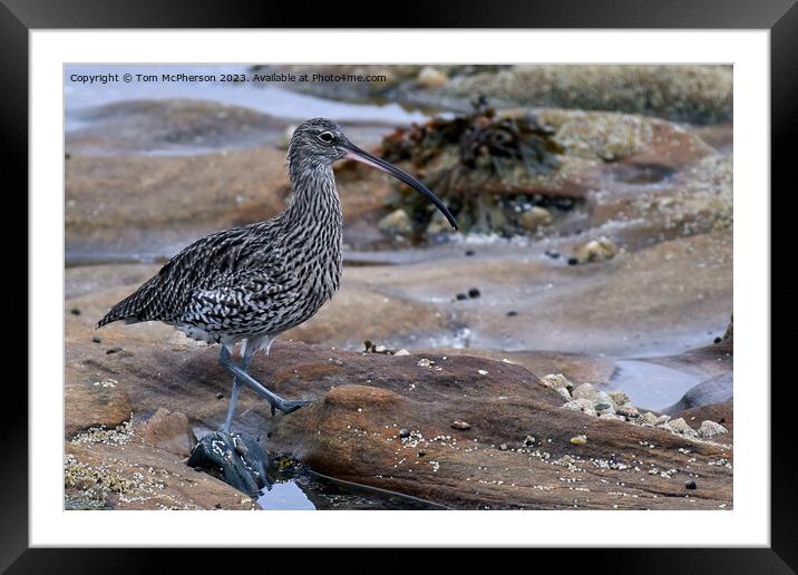 "Elegance on the Rocky Shore" Framed Mounted Print by Tom McPherson