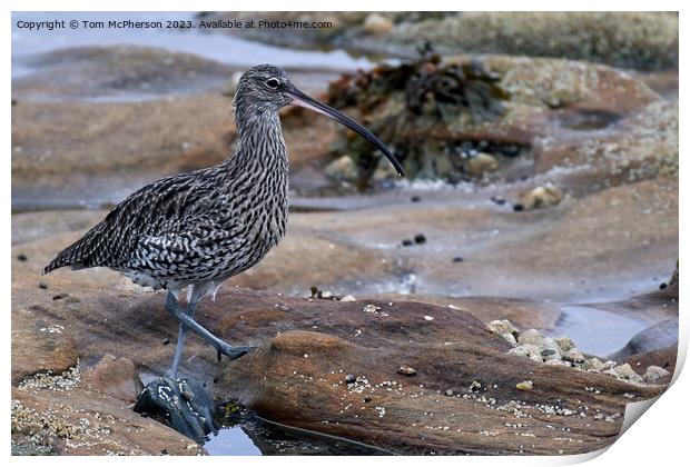 "Elegance on the Rocky Shore" Print by Tom McPherson