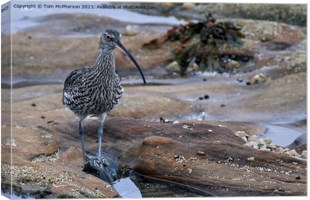 Graceful Curlew in Tranquil Rock Pool Canvas Print by Tom McPherson