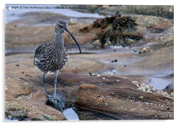 Graceful Curlew in Tranquil Rock Pool Acrylic by Tom McPherson