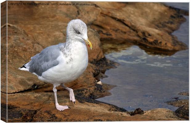 "Graceful Herring Gull Perched on Rocky Shore" Canvas Print by Tom McPherson