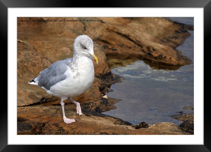 "Graceful Herring Gull Perched on Rocky Shore" Framed Mounted Print by Tom McPherson