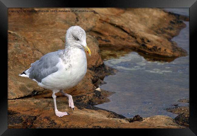 "Graceful Herring Gull Perched on Rocky Shore" Framed Print by Tom McPherson