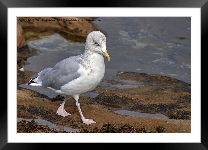 "Graceful Herring Gull Perched on Coastal Rocks" Framed Mounted Print by Tom McPherson