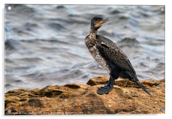 The Regal Cormorant's Coastal Perch Acrylic by Tom McPherson