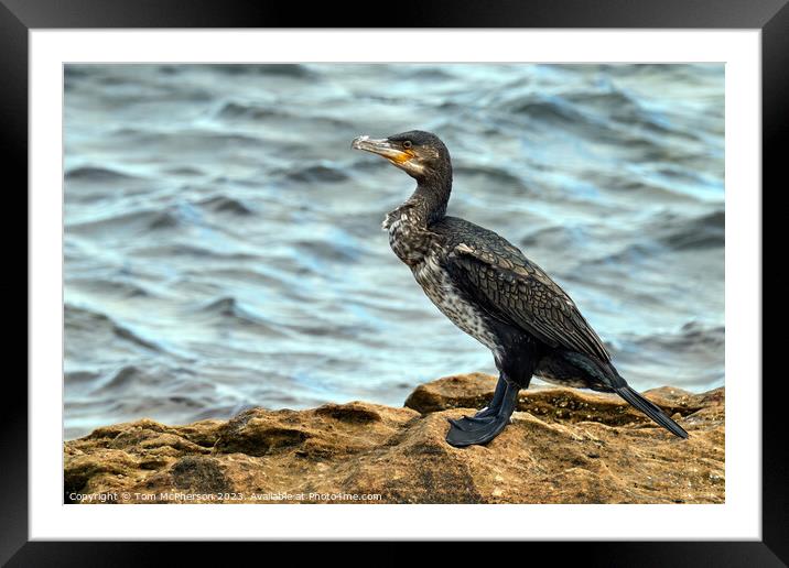Graceful Cormorant Perched on Rocky Outcrop Framed Mounted Print by Tom McPherson