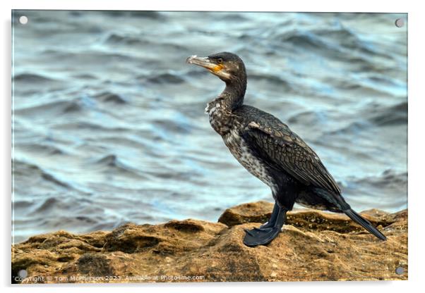 Graceful Cormorant Perched on Rocky Outcrop Acrylic by Tom McPherson