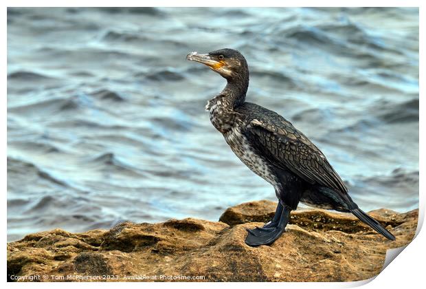 Graceful Cormorant Perched on Rocky Outcrop Print by Tom McPherson