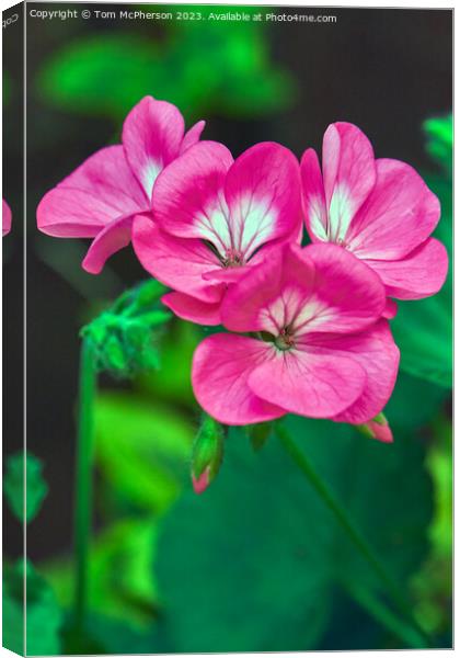 Graceful Blooms: The Enchanting Horseshoe Geranium Canvas Print by Tom McPherson