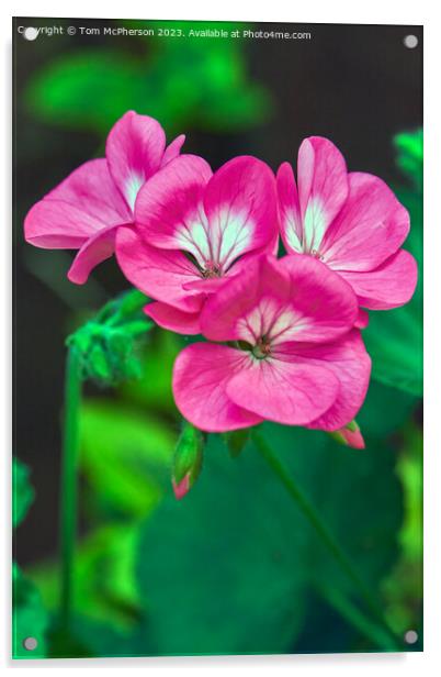 Graceful Blooms: The Enchanting Horseshoe Geranium Acrylic by Tom McPherson