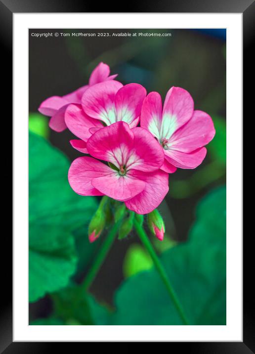 The Enchanting Beauty of the Horseshoe Geranium Framed Mounted Print by Tom McPherson
