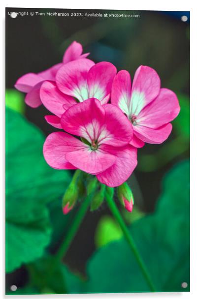 The Enchanting Beauty of the Horseshoe Geranium Acrylic by Tom McPherson