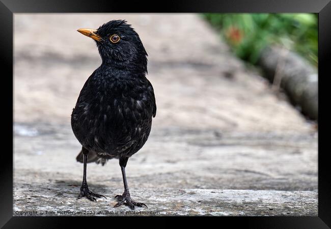 The Enchanting Blackbird's Vibrant Melody Framed Print by Tom McPherson