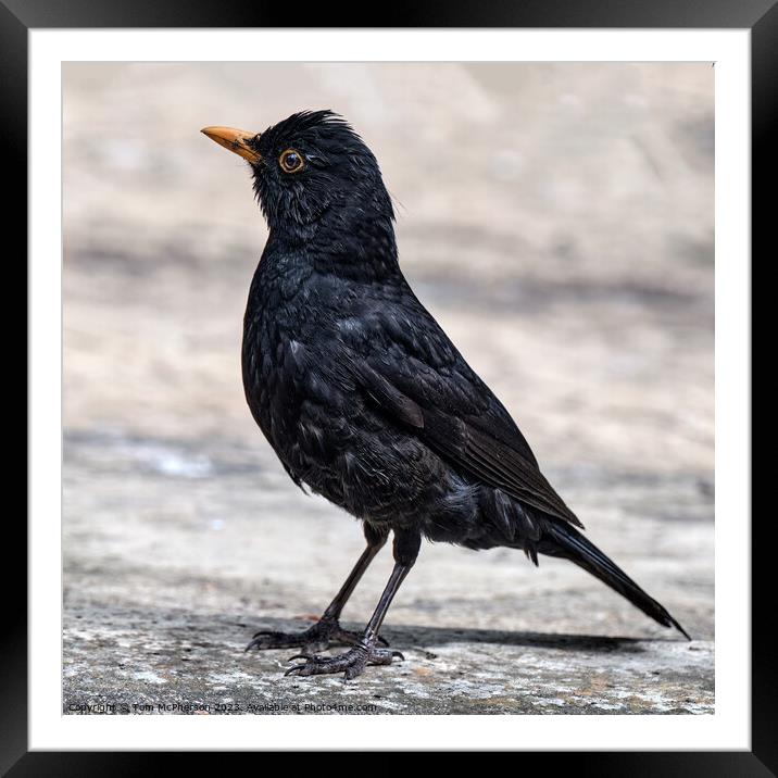 "Inky Melodies: The Striking Male Blackbird" Framed Mounted Print by Tom McPherson