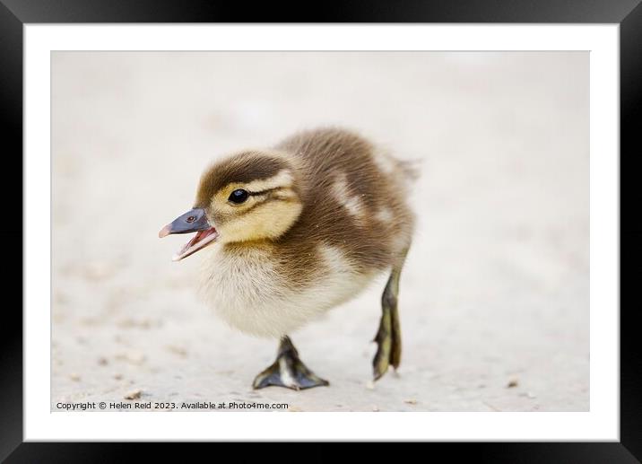 Cute fluffy duckling Framed Mounted Print by Helen Reid