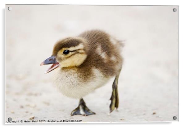 Cute fluffy duckling Acrylic by Helen Reid