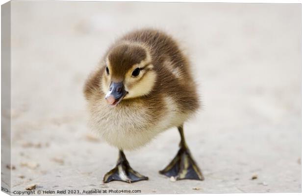 A cute fluffy duckling standing on a beach Canvas Print by Helen Reid