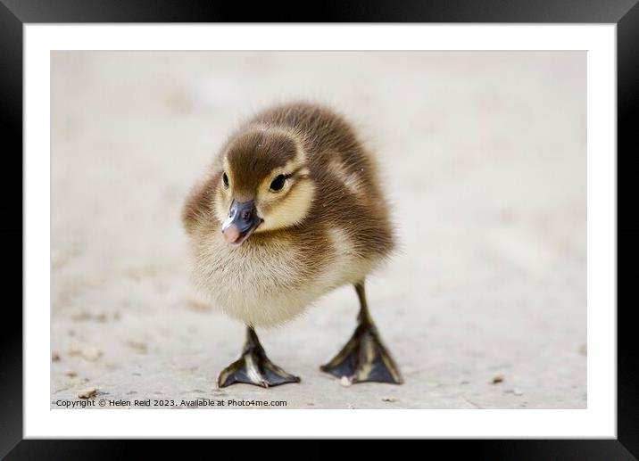 A cute fluffy duckling standing on a beach Framed Mounted Print by Helen Reid