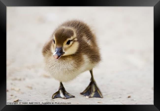 A cute fluffy duckling standing on a beach Framed Print by Helen Reid