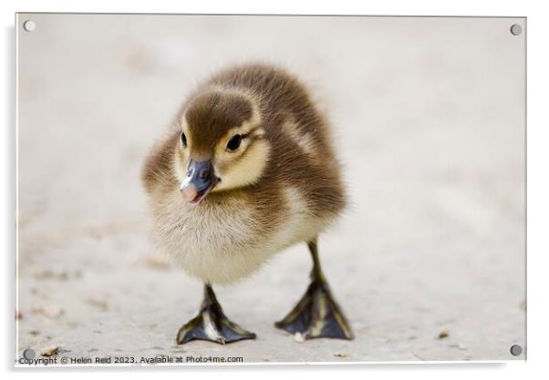 A cute fluffy duckling standing on a beach Acrylic by Helen Reid