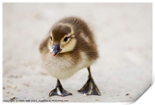 A cute fluffy duckling standing on a beach Print by Helen Reid