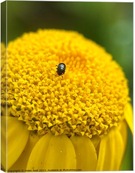 Yellow flower head with black beetle Canvas Print by Helen Reid