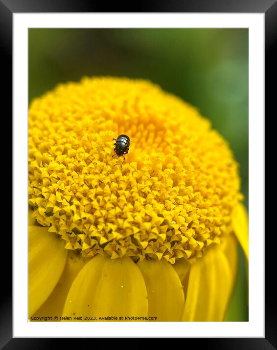 Yellow flower head with black beetle Framed Mounted Print by Helen Reid