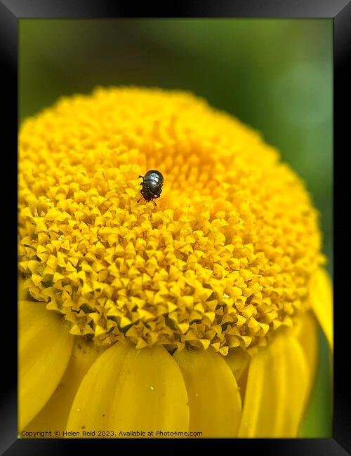 Yellow flower head with black beetle Framed Print by Helen Reid