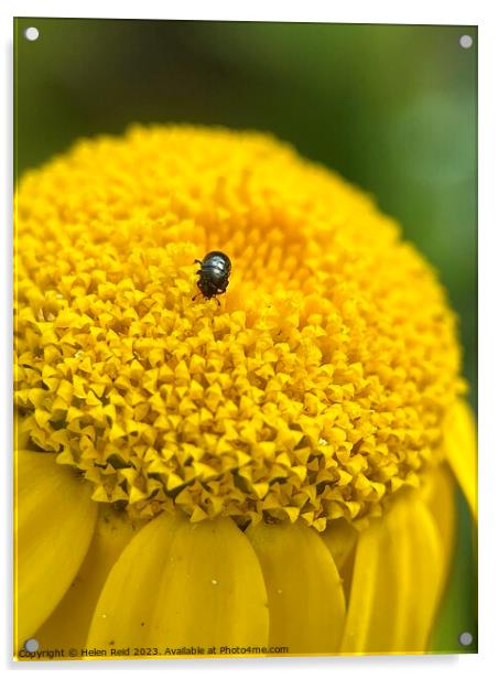 Yellow flower head with black beetle Acrylic by Helen Reid