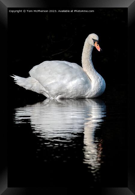 Graceful Swan Gliding Through Serene Waters Framed Print by Tom McPherson