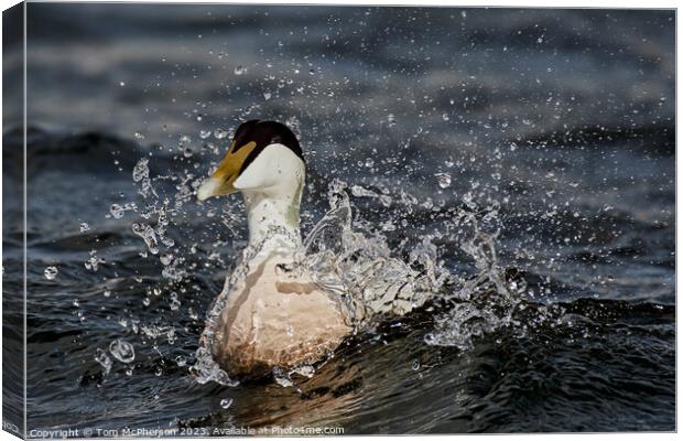 Striking Beauty of the Eider Duck Canvas Print by Tom McPherson