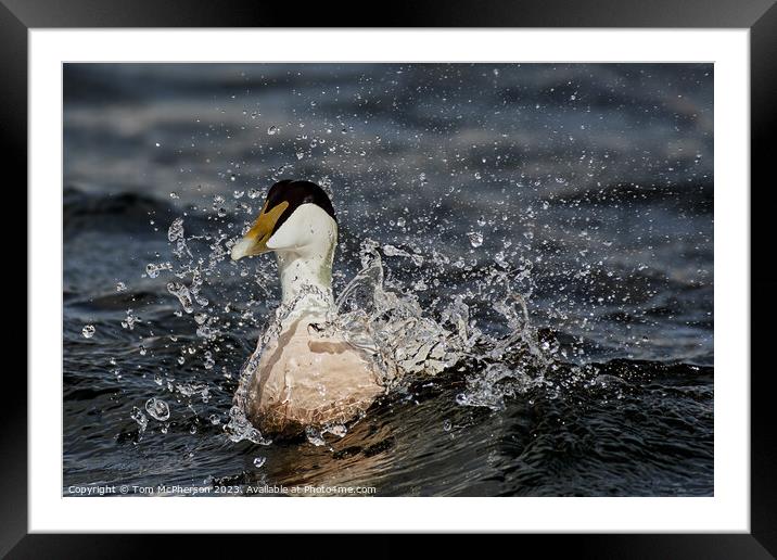 Striking Beauty of the Eider Duck Framed Mounted Print by Tom McPherson
