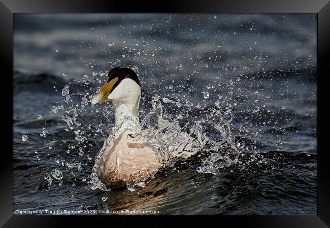 Striking Beauty of the Eider Duck Framed Print by Tom McPherson