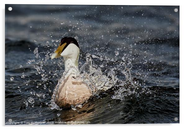 Striking Beauty of the Eider Duck Acrylic by Tom McPherson