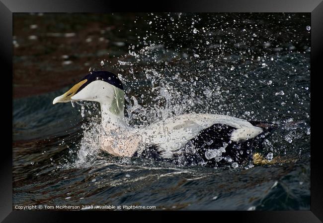 "Coastal Symphony: The Exquisite Common Eider Duck Framed Print by Tom McPherson